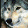 Shirewolf